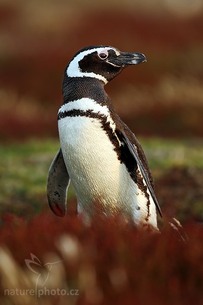 Tučňák magellanský (Spheniscus magellanicus), Tučňák magellanský (Spheniscus magellanicus), Magellanic penguin, Autor: Ondřej Prosický | NaturePhoto.cz, Model: Canon EOS-1D Mark III, Objektiv: Canon EF 500mm f/4 L IS USM, Ohnisková vzdálenost (EQ35mm): 650 mm, stativ Gitzo, Clona: 5.0, Doba expozice: 1/250 s, ISO: 500, Kompenzace expozice: -2/3, Blesk: Ne, Vytvořeno: 19. ledna 2009 20:40:05, Sea Lion Island (Falklandské ostrovy) 