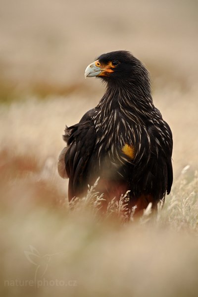 Čimango falklandský (Phalcoboenus australis), Čimango falklandský (Phalcoboenus australis), Strieted caracara, Autor: Ondřej Prosický | NaturePhoto.cz, Model: Canon EOS-1D Mark III, Objektiv: Canon EF 500mm f/4 L IS USM, Ohnisková vzdálenost (EQ35mm): 650 mm, stativ Gitzo, Clona: 9.0, Doba expozice: 1/250 s, ISO: 200, Kompenzace expozice: -1/3, Blesk: Ne, Vytvořeno: 17. ledna 2009 15:17:35, Sea Lion Island (Falklandské ostrovy) 