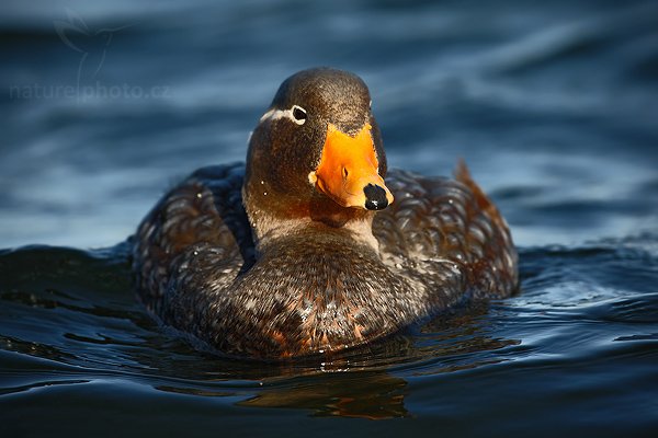 Husice krátkokřídlá (Tachyeres brachypterus), Husice krátkokřídlá (Tachyeres brachypterus), Falkland Steamer Duck, Autor: Ondřej Prosický | NaturePhoto.cz, Model: Canon EOS-1D Mark III, Objektiv: Canon EF 500mm f/4 L IS USM, Ohnisková vzdálenost (EQ35mm): 650 mm, stativ Gitzo, Clona: 6.3, Doba expozice: 1/800 s, ISO: 200, Kompenzace expozice: -1, Blesk: Ne, Vytvořeno: 11. ledna 2009 10:31:58, Stanley (Falklandské ostrovy) 