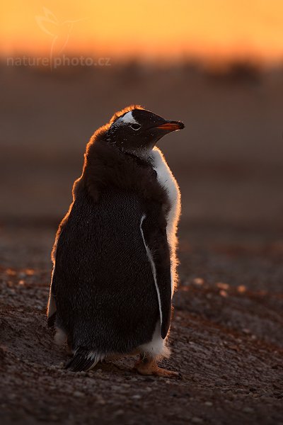 Tučňák oslí (Pygoscelis papua), Tučňák oslí (Pygoscelis papua), Gentoo penguin, Autor: Ondřej Prosický | NaturePhoto.cz, Model: Canon EOS 5D Mark II, Objektiv: Canon EF 500mm f/4 L IS USM, stativ Gitzo, Clona: 7.1, Doba expozice: 1/40 s, ISO: 500, Kompenzace expozice: -1, Blesk: Ne, Vytvořeno: 22. ledna 2009 20:55:40, Volunteer Point (Falklandské ostrovy) 