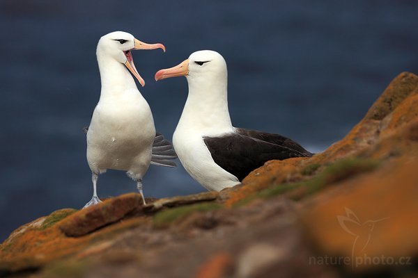 Albatros černobrvý (Thalassarche melanophris), Albatros černobrvý (Thalassarche melanophris), Black-browed albratross, Autor: Ondřej Prosický | NaturePhoto.cz, Model: Canon EOS 5D Mark II, Objektiv: Canon EF 500mm f/4 L IS USM, stativ Gitzo, Clona: 8.0, Doba expozice: 1/320 s, ISO: 400, Kompenzace expozice: -2/3, Blesk: Ne, Vytvořeno: 21. ledna 2009 20:16:01, Sauderss Island (Falklandské ostrovy) 