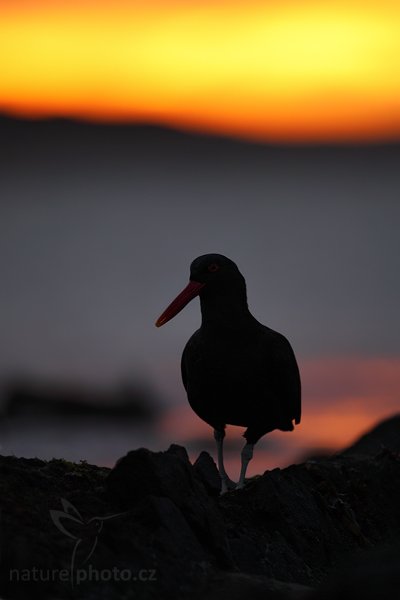 Ústřičník tmavý (Haematopus ater), Ústřičník tmavý (Haematopus ater), Blakish oystercatcher, Autor: Ondřej Prosický | NaturePhoto.cz, Model: Canon EOS 5D Mark II, Objektiv: Canon EF 500mm f/4 L IS USM, stativ Gitzo, Clona: 4.0, Doba expozice: 1/1000 s, ISO: 800, Kompenzace expozice: -1, Blesk: Ne, Vytvořeno: 27. ledna 2009 5:38:27, Carcass Island (Falklandské ostrovy) 