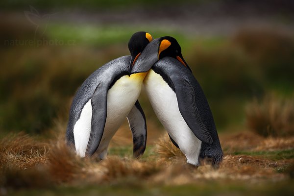 Tučňák patagonský (Aptenodytes patagonicus), Tučňák patagonský (Aptenodytes patagonicus), King penguin, Autor: Ondřej Prosický | NaturePhoto.cz, Model: Canon EOS 5D Mark II, Objektiv: Canon EF 500mm f/4 L IS USM, stativ Gitzo, Clona: 5.0, Doba expozice: 1/2000 s, ISO: 200, Kompenzace expozice: -2/3, Blesk: Ne, Vytvořeno: 14. ledna 2009 15:10:17, Volunteer Point (Falklandské ostrovy) 