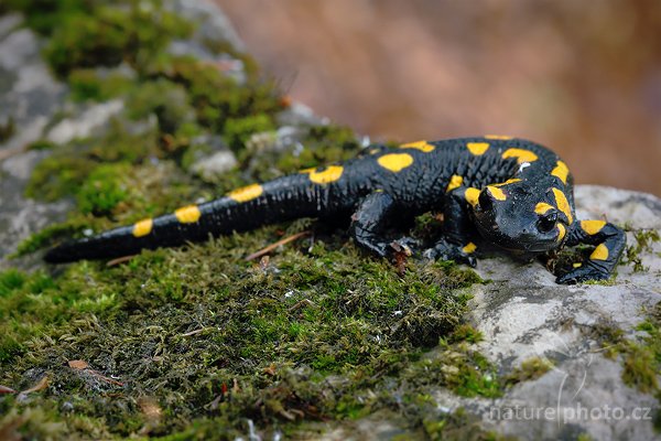 Mlok skvrnitý (Salamandra salamandra), Mlok skvrnitý (Salamandra salamandra),  Fire Salamander, Autor: Ondřej Prosický | NaturePhoto.cz, Model: Canon EOS 5D Mark II, Objektiv: Canon EF 100 f/2.8 Macro USM, stativ Gitzo 3540LS + RRS BH55, Clona: 10, Doba expozice: 3.2 s, ISO: 200, Kompenzace expozice: -2/3, Blesk: Ne, Vytvořeno: 23. května 2009 7:58:56, v lese (Slovensko) 