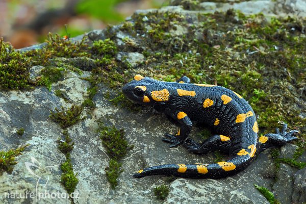 Mlok skvrnitý (Salamandra salamandra), Mlok skvrnitý (Salamandra salamandra), Fire Salamander, Autor: Ondřej Prosický | NaturePhoto.cz, Model: Canon EOS 5D Mark II, Objektiv: Canon EF 100 f/2.8 Macro USM, stativ Gitzo 3540LS + RRS BH55, Clona: 13, Doba expozice: 10.0 s, ISO: 200, Kompenzace expozice: +1/3, Blesk: Ne, Vytvořeno: 23. května 2009 7:51:19, v lese (Slovensko)