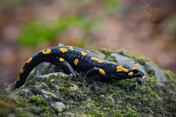 Mlok skvrnitý (Salamandra salamandra), Mlok skvrnitý (Salamandra salamandra), Fire Salamander, Autor: Ondřej Prosický | NaturePhoto.cz, Model: Canon EOS 5D Mark II, Objektiv: Canon EF 100 f/2.8 Macro USM, stativ Gitzo 3540LS + RRS BH55, Clona: 5.6, Doba expozice: 0.5 s, ISO: 200, Kompenzace expozice: -1/3, Blesk: Ne, Vytvořeno: 23. května 2009 7:47:42, v lese (Slovensko)