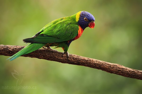 Lori mnohobarvý (Trichoglossus haematodus), Lori mnohobarvý (Trichoglossus haematodus) Rainbow Lorikeets, Autor: Ondřej Prosický | NaturePhoto.cz, Model: Canon EOS 5D Mark II, Objektiv: Canon EF 500 f/4 L IS USM, stativ Gitzo 3540LS + RRS BH55, Clona: 6.3, Doba expozice: 1/320 s, ISO: 400, Kompenzace expozice: -1, Blesk: Ne, Vytvořeno: 16. května 2009 11:15:14, ZOO Praha - Troja (Česko)