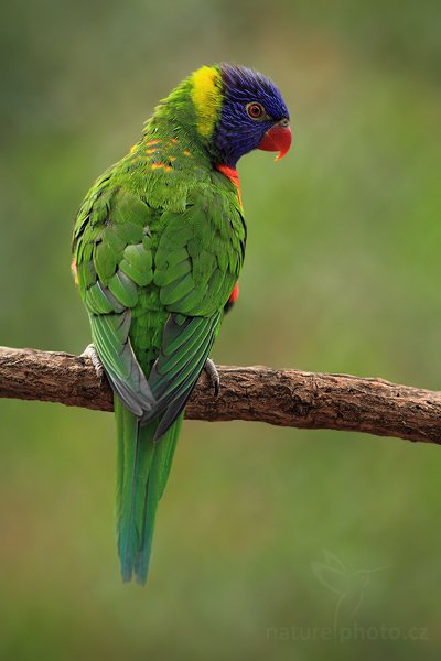 Lori mnohobarvý (Trichoglossus haematodus), Lori mnohobarvý (Trichoglossus haematodus), Rainbow Lorikeets, Autor: Ondřej Prosický | NaturePhoto.cz, Model: Canon EOS 5D Mark II, Objektiv: Canon EF 500 f/4 L IS USM, stativ Gitzo 3540LS + RRS BH55, Clona: 9.0, Doba expozice: 1/250 s, ISO: 400, Kompenzace expozice: -1, Blesk: Ano, Vytvořeno: 16. května 2009 11:18:37, ZOO Praha - Troja (Česko)