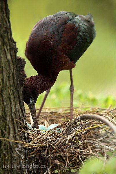 Ibis hnědý (Plegadis falcinellus), Ibis hnědý (Plegadis falcinellus), Glossy Ibis, Autor: Ondřej Prosický | NaturePhoto.cz, Model: Canon EOS 5D Mark II, Objektiv: Canon EF 200mm f/2.8 L USM, stativ Gitzo, Clona: 4.0, Doba expozice: 1/640 s, ISO: 640, Kompenzace expozice: -2/3, Blesk: Ano, Vytvořeno: 18. dubna 2009 10:18:12, ZOO Praha - Troja (Česko) 
