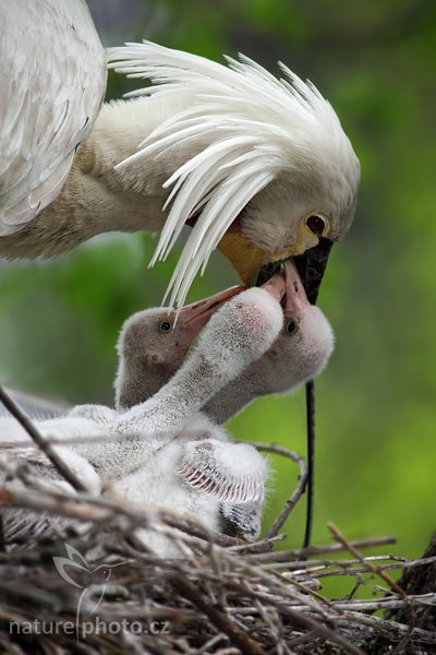 Kolpík bílý (Platalea leucorodia), Kolpík bílý (Platalea leucorodia), Eurasian Spoonbill, Autor: Ondřej Prosický | NaturePhoto.cz, Model: Canon EOS 5D Mark II, Objektiv: Canon EF 200mm f/2.8 L USM, stativ Gitzo, Clona: 5.6, Doba expozice: 1/320 s, ISO: 400, Kompenzace expozice: -1/3, Blesk: Ano, Vytvořeno: 18. dubna 2009 15:53:04, ZOO Praha - Troja (Česko) 
