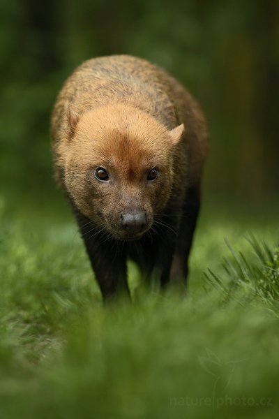 Pes pralesní (Speothos venaticus), Pes pralesní (Speothos venaticus), Bush Dog, Autor: Ondřej Prosický | NaturePhoto.cz, Model: Canon EOS 5D Mark II, Objektiv: Canon EF 200mm f/2.8 L USM, fotografováno z ruky, Clona: 6.3, Doba expozice: 1/800 s, ISO: 800, Kompenzace expozice: -2/3, Blesk: Ne, Vytvořeno: 18. dubna 2009 14:23:08, ZOO Praha - Troja (Česko) 