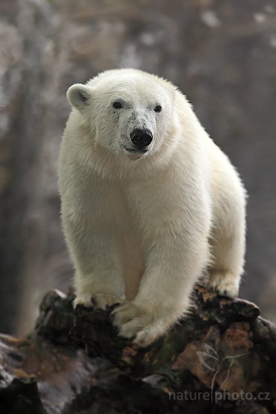Medvěd lední (Ursus maritimus), Medvěd lední (Ursus maritimus), The Polar bear,  Autor: Ondřej Prosický | NaturePhoto.cz, Model: Canon EOS 5D Mark II, Objektiv: Canon EF 200mm f/2.8 L USM, stativ Gitzo, Clona: 3.5, Doba expozice: 1/500 s, ISO: 250, Kompenzace expozice: -2/3, Blesk: Ano, Vytvořeno: 16. května 2009 10:46:08, ZOO Praha - Troja (Česko) 