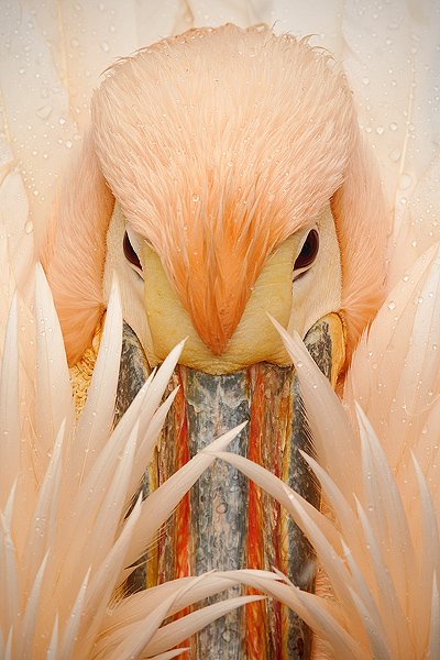 Pelikán bílý (Pelecanus onocrotalus, Pelikán bílý (Pelecanus erythrorhynchos), White Pelican, Autor: Ondřej Prosický | NaturePhoto.cz, Model: Canon EOS-1D Mark III, Objektiv: Canon EF 200mm f/2.8 L USM, Ohnisková vzdálenost (EQ35mm): 260 mm, stativ Gitzo, Clona: 13, Doba expozice: 1/125 s, ISO: 500, Kompenzace expozice: +1/3, Blesk: Ne, Vytvořeno: 21. února 2009 7:45:45, ZOO Praha - Troja (Česko) 