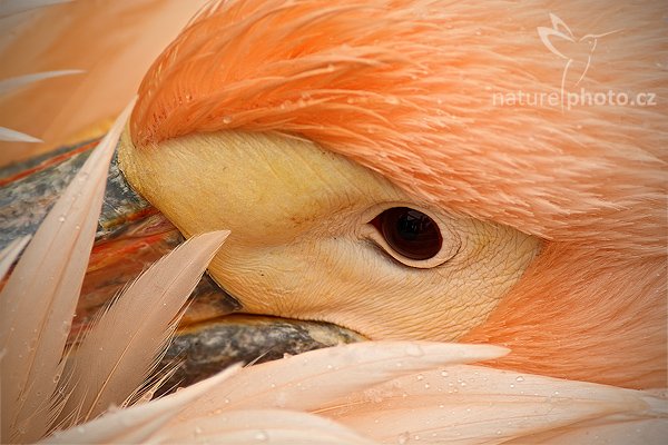 Pelikán bílý (Pelecanus onocrotalus, Pelikán bílý (Pelecanus erythrorhynchos), White Pelican, Autor: Ondřej Prosický | NaturePhoto.cz, Model: Canon EOS-1D Mark III, Objektiv: Canon EF 200mm f/2.8 L USM + TC Canon 2x, Ohnisková vzdálenost (EQ35mm): 520 mm, stativ Gitzo, Clona: 7.1, Doba expozice: 1/320 s, ISO: 500, Kompenzace expozice: +1/3, Blesk: Ne, Vytvořeno: 21. února 2009 7:40:16, ZOO Praha (Česko)