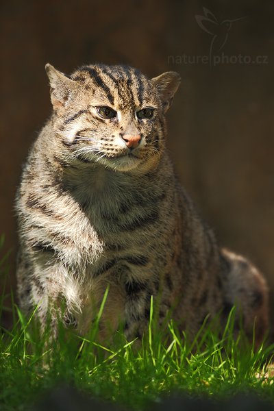 Kočka rybářská (Prionailurus viverrinus), Kočka rybářská (Prionailurus viverrinus), Fishing Cat, Autor: Ondřej Prosický | NaturePhoto.cz, Model: Canon EOS 5D Mark II, Objektiv: Canon EF 500mm f/4 L IS USM, stativ Gitzo, Clona: 5.0, Doba expozice: 1/125 s, ISO: 320, Kompenzace expozice: -1, Blesk: Ano, Vytvořeno: 25. července 2009 12:15:40, ZOO Děčín (Česko)