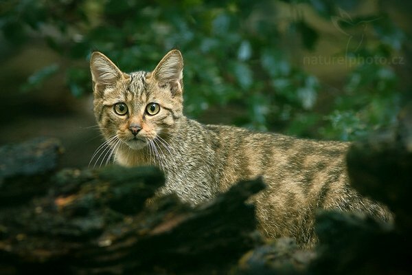 Kočka divoká (Felis silvestris), Kočka divoká (Felis silvestris), Wild Cat, Autor: Ondřej Prosický | NaturePhoto.cz, Model: Canon EOS-1D Mark III, Objektiv: Canon EF 200mm f/2.8 L USM, Ohnisková vzdálenost (EQ35mm): 260 mm, stativ Gitzo, Clona: 4.0, Doba expozice: 1/160 s, ISO: 1000, Kompenzace expozice: -1, Blesk: Ne, Vytvořeno: 25. července 2009 11:36:10, ZOO Děčín (Česko)