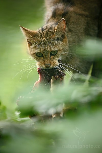 Kočka divoká (Felis silvestris), Kočka divoká (Felis silvestris), Wild Cat, Autor: Ondřej Prosický | NaturePhoto.cz, Model: Canon EOS 5D Mark II, Objektiv: Canon EF 500mm f/4 L IS USM, stativ Gitzo, Clona: 4.5, Doba expozice: 1/250 s, ISO: 1000, Kompenzace expozice: 0, Blesk: Ano, Vytvořeno: 25. července 2009 12:47:22, ZOO Děčín (Česko) 