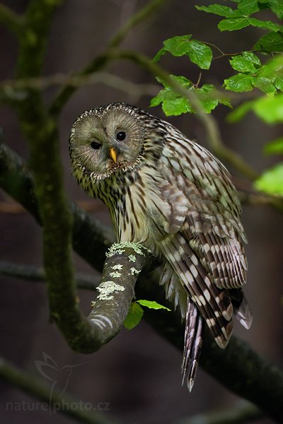 Puštík bělavý (Strix uralensis),  Puštík bělavý (Strix uralensis) Ural Owl,  Autor: Ondřej Prosický | NaturePhoto.cz, Model: Canon EOS-1D Mark III, Objektiv: Canon EF 500mm f/4 L IS USM, Ohnisková vzdálenost (EQ35mm): 650 mm, stativ Gitzo, Clona: 4.5, Doba expozice: 1/125 s, ISO: 1000, Kompenzace expozice: -1, Blesk: Ne, Vytvořeno: 9. května 2009 10:01:41, Prachaticko, Šumava (Česko) 