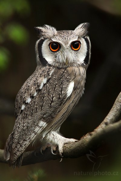 Výreček bělolící (Ptilopsis granti), Výreček bělolící (Ptilopsis granti), Southern White-faced Scops Owl, Autor: Ondřej Prosický | NaturePhoto.cz, Model: Canon EOS 5D Mark II, Objektiv: Canon EF 100mm f/2.8 Macro USM, stativ Gitzo 3540LS + RRS BH55, Clona: 7.1, Doba expozice: 1/80 s, ISO: 640, Kompenzace expozice: -1/3, Blesk: Ano, Vytvořeno: 18. dubna 2009 9:40:44, ZOO Praha - Troja (Česko)