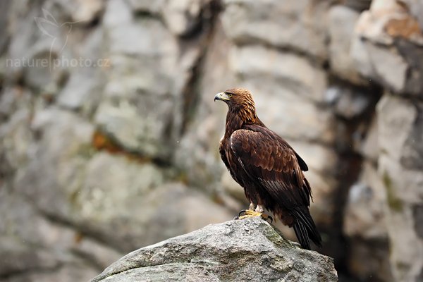 Orel skalní (Aquila chrysaetos) , Orel skalní (Aquila chrysaetos) , Golden Eagle, Autor: Ondřej Prosický | NaturePhoto.cz, Model: Canon EOS 5D Mark II, Objektiv: Canon EF 500mm f/4 L IS USM, stativ Gitzo, Clona: 2.8, Doba expozice: 1/1000 s, ISO: 800, Kompenzace expozice: -2/3, Blesk: Ne, Vytvořeno: 29. března 2009 5:20:22, zvíře v lidské péči, Herálec, Vysočina (Česko) 