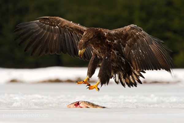 Orel mořský (Haliaeetus albicilla), Orel mořský (Haliaeetus albicilla), White-tailed Eagle, Autor: Ondřej Prosický | NaturePhoto.cz, Model: Canon EOS-1D Mark III, Objektiv: Canon EF 200mm f/2 L IS USM + TC Canon 1.4x, Ohnisková vzdálenost (EQ35mm): 364 mm, stativ Gitzo, Clona: 6.3, Doba expozice: 1/800 s, ISO: 200, Kompenzace expozice: -1, Blesk: Ne, Vytvořeno: 28. března 2009 6:52:16, zvíře v lidské péči, Herálec, Vysočina (Česko)