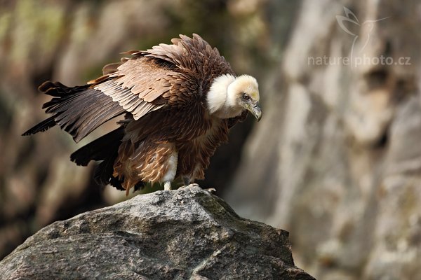 Sup bělohlavý (Gyps fulvus), Sup bělohlavý (Gyps fulvus), The Griffon Vulture or Eurasian Griffon Vulture, Autor: Ondřej Prosický | NaturePhoto.cz, Model: Canon EOS 5D Mark II, Objektiv: Canon EF 500mm f/4 L IS USM, stativ Gitzo, Clona: 4.5, Doba expozice: 1/640 s, ISO: 200, Kompenzace expozice: -1, Blesk: Ne, Vytvořeno: 28. března 2009 11:42:20, zvíře v lidské péči, Herálec, Vysočina (Česko) 