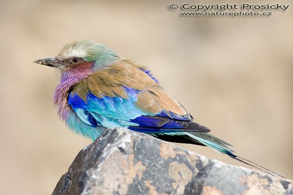 Mandelík fialovoprsý (Coracias caudatus), Autor: Ondřej Prosický, Model aparátu: Canon EOS-1D Mark II, Objektiv: Canon EF 400mm f/5.6 L USM, Ohnisková vzdálenost: 400.00 mm, monopod Manfrotto 681B + 234RC, Clona: 6.30, Doba expozice: 1/250 s, ISO: 100, Vyvážení expozice: 0.33, Blesk: Ano, Vytvořeno: 10. dubna 2005 10:23:45 
