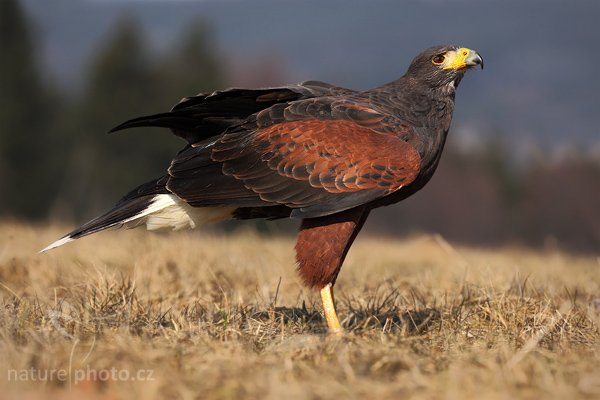 Káně Harrisova (Parabuteo unicinctus), Káně Harrisova (Parabuteo unicinctus), Harris´s Hawk, Autor: Ondřej Prosický | NaturePhoto.cz, Model: Canon EOS 5D Mark II, Objektiv: Canon EF 200mm f/2 L IS USM, stativ Gitzo, Clona: 7.1, Doba expozice: 1/1600 s, ISO: 400, Kompenzace expozice: -2/3, Blesk: Ne, Vytvořeno: 28. března 2009 10:12:26, zvíře v lidské péči, Herálec, Vysočina (Česko) 