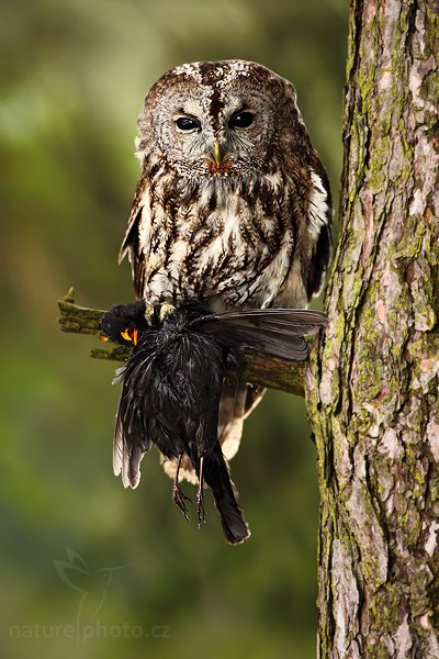 Puštík obecný (Strix aluco), Puštík obecný (Strix aluco), Eurasian Tawny Owl, Autor: Ondřej Prosický | NaturePhoto.cz, Model: Canon EOS 5D Mark II, Objektiv: Canon EF 500mm f/4 L IS USM, stativ Gitzo, Clona: 5.6, Doba expozice: 1/125 s, ISO: 200, Kompenzace expozice: -1, Blesk: Ne, Vytvořeno: 28. března 2009 5:11:17, zvíře v lidské péči, Herálec, Vysočina (Česko) 