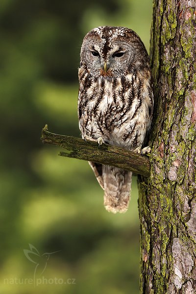 Puštík obecný (Strix aluco), Puštík obecný (Strix aluco), Eurasian Tawny Owl, Autor: Ondřej Prosický | NaturePhoto.cz, Model: Canon EOS 5D Mark II, Objektiv: Canon EF 500mm f/4 L IS USM, stativ Gitzo, Clona: 4.5, Doba expozice: 1/200 s, ISO: 250, Kompenzace expozice: -1, Blesk: Ne, Vytvořeno: 28. března 2009 4:55:26, zvíře v lidské péči, Herálec, Vysočina (Česko) 