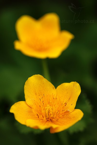 Blatouch bahenní (Caltha palustris), Blatouch bahenní (Caltha palustris), Autor: Ondřej Prosický | NaturePhoto.cz, Model: Canon EOS 5D Mark II, Objektiv: Canon EF 100mm f/2.8 Macro USM, stativ Gitzo, Clona: 4.5, Doba expozice: 1/100 s, ISO: 200, Kompenzace expozice: -1/3, Blesk: Ne, Vytvořeno: 10. května 2009 11:17:32, Šumava (Česko)