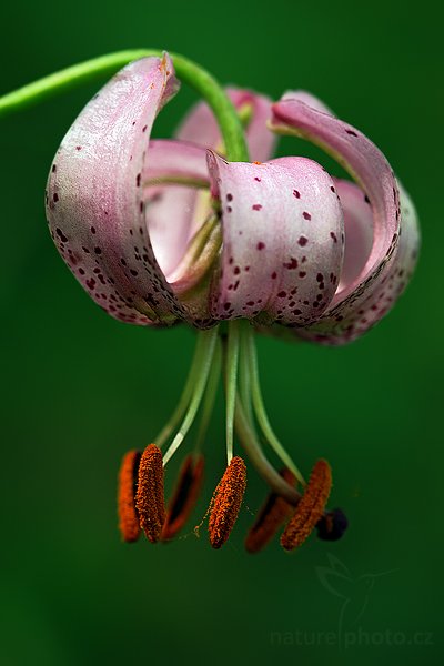 Lilie zlatohlávek (Lilium martagon), Lilie zlatohlávek (Lilium martagon) = Lilie zlatohlavá, Autor: Ondřej Prosický | NaturePhoto.cz, Model: Canon EOS 5D Mark II, Objektiv: Canon EF 100mm f/2.8 Macro USM, stativ Gitzo, Clona: 6.3, Doba expozice: 1.0 s, ISO: 200, Kompenzace expozice: -2/3, Blesk: Ne, Vytvořeno: 14. června 2009 9:38:02, Český kras (Česko) 