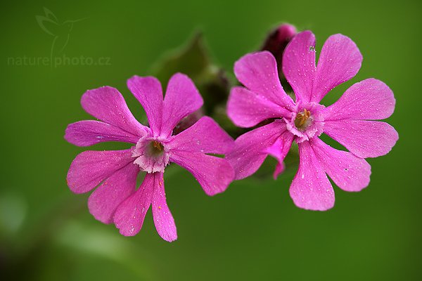 zatím neurčeno, zatím neurčeno, Autor: Ondřej Prosický | NaturePhoto.cz, Model: Canon EOS 5D Mark II, Objektiv: Canon EF 100mm f/2.8 Macro USM, stativ Gitzo, Clona: 5.6, Doba expozice: 1/200 s, ISO: 400, Kompenzace expozice: -1, Blesk: Ano, Vytvořeno: 10. května 2009 11:36:59, Šumava (Česko) 