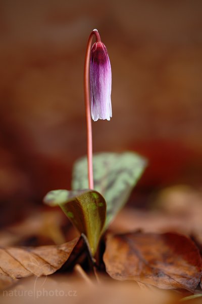 Kandík psí zub (Erythronium dens-canis), Kandík psí zub (Erythronium dens-canis), Dog&#039;s tooth violet or Dogtooth violet, Autor: Ondřej Prosický | NaturePhoto.cz, Model: Canon EOS 5D Mark II, Objektiv: Canon EF 100mm f/2.8 Macro USM, stativ Gitzo, Clona: 4.0, Doba expozice: 1/160 s, ISO: 250, Kompenzace expozice: -1, Blesk: Ano, Vytvořeno: 15. března 2009 6:34:52, Hradišťko (Česko) 