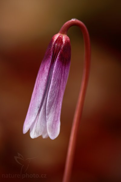 Kandík psí zub (Erythronium dens-canis), Kandík psí zub (Erythronium dens-canis), Dog&#039;s tooth violet or Dogtooth violet, Autor: Ondřej Prosický | NaturePhoto.cz, Model: Canon EOS 5D Mark II, Objektiv: Canon EF 100mm f/2.8 Macro USM, stativ Gitzo, Clona: 5.0, Doba expozice: 1/80 s, ISO: 250, Kompenzace expozice: -1, Blesk: Ano, Vytvořeno: 15. března 2009 6:37:11, Hradišťko (Česko)