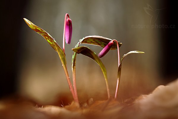 Kandík psí zub (Erythronium dens-canis), Kandík psí zub (Erythronium dens-canis), Dog&#039;s tooth violet or Dogtooth violet, Autor: Ondřej Prosický | NaturePhoto.cz, Model: Canon EOS 5D Mark II, Objektiv: Canon EF 100mm f/2.8 Macro USM, stativ Gitzo, Clona: 4.0, Doba expozice: 1/160 s, ISO: 160, Kompenzace expozice: -2/3, Blesk: Ano, Vytvořeno: 15. března 2009 7:18:34, Hradišťko (Česko) 