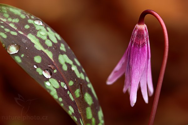 Kandík psí zub (Erythronium dens-canis), Kandík psí zub (Erythronium dens-canis), Dog&#039;s tooth violet or Dogtooth violet, Autor: Ondřej Prosický | NaturePhoto.cz, Model: Canon EOS 5D Mark II, Objektiv: Canon EF 100mm f/2.8 Macro USM, stativ Gitzo, Clona: 5.6, Doba expozice: 1/15 s, ISO: 100, Kompenzace expozice: -1, Blesk: Ne, Vytvořeno: 15. března 2009 6:57:52, Hradišťko (Česko) 