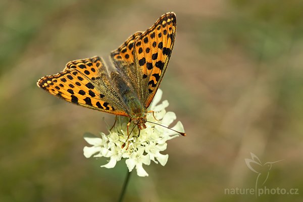 Perleťovec malý (Issoria lathonia), Perleťovec malý (Issoria lathonia), Queen of Spain Fritillary, Autor: Ondřej Prosický | NaturePhoto.cz, Model: Canon EOS-1D Mark III, Objektiv: Canon EF 100mm f/2.8 Macro USM, Ohnisková vzdálenost (EQ35mm): 130 mm, stativ Gitzo, Clona: 6.3, Doba expozice: 1/400 s, ISO: 200, Kompenzace expozice: +1/3, Blesk: Ano, Vytvořeno: 30. srpna 2008 14:31:55, CHKO Český kras (Česko)