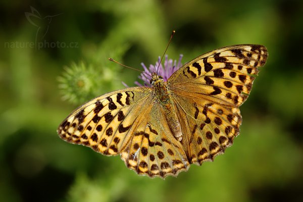 Perleťovec stříbropásek (Argynnis paphia), Perleťovec stříbropásek (Argynnis paphia), Silver-washed Fritillary, Autor: Ondřej Prosický | NaturePhoto.cz, Model: Canon EOS 5D Mark II, Objektiv: Canon EF 100mm f/2.8 Macro USM, stativ Gitzo, Clona: 5.0, Doba expozice: 1/640 s, ISO: 400, Kompenzace expozice: -2/3, Blesk: Ano, Vytvořeno: 9. srpna 2009 10:36:36, CHKO Český kras (Česko)