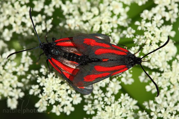 Vřetenuška přehlížená (Zygaena minos), Vřetenuška přehlížená (Zygaena minos), Autor: Ondřej Prosický | NaturePhoto.cz, Model: Canon EOS 5D Mark II, Objektiv: Canon EF 100mm f/2.8 Macro USM, stativ Gitzo, Clona: 7.1, Doba expozice: 1/160 s, ISO: 320, Kompenzace expozice: 0, Blesk: Ano, Vytvořeno: 14. června 2009 10:07:52, CHKO Český kras (Česko) 