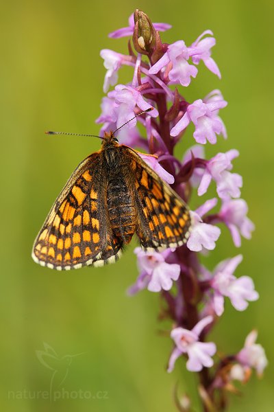 Hnědásek jitrocelový (Melitaea athalia), Hnědásek jitrocelový (Melitaea athalia), Heath Fritillary, Autor: Ondřej Prosický | NaturePhoto.cz, Model: Canon EOS 5D Mark II, Objektiv: Canon EF 100mm f/2.8 Macro USM, stativ Gitzo, Clona: 6.3, Doba expozice: 1/320 s, ISO: 320, Kompenzace expozice: -2/3, Blesk: Ano, Vytvořeno: 21. června 2009 13:47:55, na louce (Slovensko)