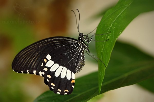 motýl otakárek Papilio demolion, Papilio demolion, Autor: Ondřej Prosický | NaturePhoto.cz, Model: Canon EOS 5D Mark II, Objektiv: Canon EF 100mm f/2.8 Macro USM, stativ Gitzo, Clona: 4.5, Doba expozice: 1/100 s, ISO: 500, Kompenzace expozice: -2/3, Blesk: Ano, Vytvořeno: 4. dubna 2009 4:07:22, skleník Fatamorgana, Praha - Troja (Česko) 