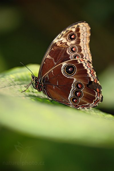 Owl Butterfly (Caligo memnon), Owl Butterfly (Caligo memnon), Autor: Ondřej Prosický | NaturePhoto.cz, Model: Canon EOS 5D Mark II, Objektiv: Canon EF 100mm f/2.8 Macro USM, stativ Gitzo, Clona: 2.8, Doba expozice: 1/160 s, ISO: 400, Kompenzace expozice: -1/3, Blesk: Ano, Vytvořeno: 4. dubna 2009 3:25:04, skleník Fatamorgana, Praha - Troja (Česko) 