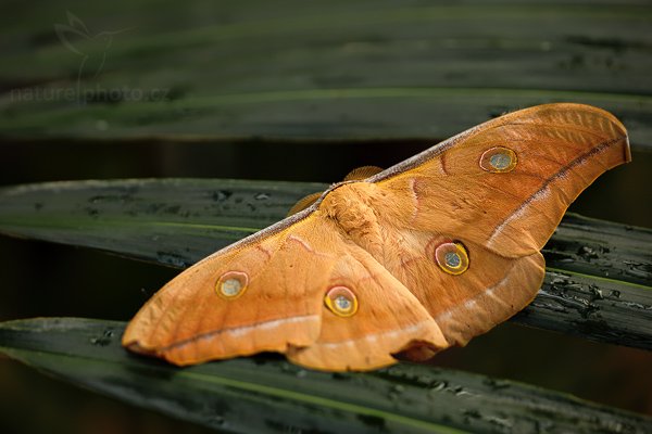 Martináč čínský (Antheraea pernyi), Martináč čínský (Antheraea pernyi), Chinese (Oak) Tussah Moth (or "Chinese Tasar Moth"), Autor: Ondřej Prosický | NaturePhoto.cz, Model: Canon EOS 5D Mark II, Objektiv: Canon EF 100mm f/2.8 Macro USM, stativ Gitzo, Clona: 3.5, Doba expozice: 1/200 s, ISO: 500, Kompenzace expozice: -2/3, Blesk: Ne, Vytvořeno: 4. dubna 2009 4:11:49, skleník Fatamorgana, Praha - Troja (Česko) 