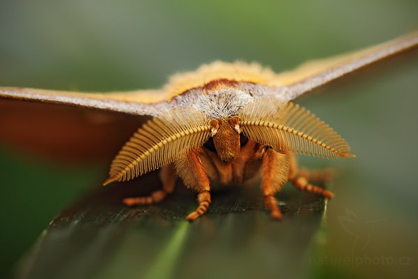 Martináč čínský (Antheraea pernyi), Martináč čínský (Antheraea pernyi), Chinese (Oak) Tussah Moth (or "Chinese Tasar Moth"), Autor: Ondřej Prosický | NaturePhoto.cz, Model: Canon EOS 5D Mark II, Objektiv: Canon EF 100mm f/2.8 Macro USM, stativ Gitzo, Clona: 3.5, Doba expozice: 1/200 s, ISO: 500, Kompenzace expozice: -2/3, Blesk: Ne, Vytvořeno: 4. dubna 2009 4:11:49, skleník Fatamorgana, Praha - Troja (Česko) 