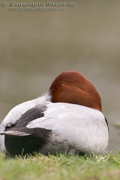 Polák velký (Aythya ferina), Autor: Ondřej Prosický, Model aparátu: Canon EOS 300D DIGITAL, Objektiv: Canon EF 400mm f/5.6 L USM, Ohnisková vzdálenost: 400.00 mm, monopod Manfrotto 681B + 234RC, Clona: 7.10, Doba expozice: 1/100 s, ISO: 100, Vyvážení expozice: 0.63, Blesk: Ne, Vytvořeno: 14. května 2005 13:13:04