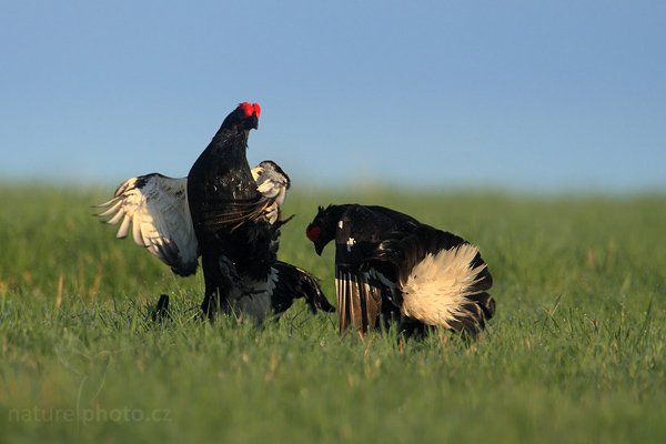 Tetřívek obecný (Lyrurus tetrix), Tetřívek obecný (Lyrurus tetrix - Tetrao tetrix), Black Grouse, Autor: Ondřej Prosický | NaturePhoto.cz, Model: Canon EOS-1D Mark III + TC Canon 1.4x, Objektiv: Canon EF 500mm f/4 L IS USM, Ohnisková vzdálenost (EQ35mm): 910 mm, stativ Gitzo, Clona: 7.1, Doba expozice: 1/1600 s, ISO: 800, Kompenzace expozice: 0, Blesk: Ne, Vytvořeno: 26. dubna 2009 7:07:09, Prachaticko, NP Šumava (Česko) 