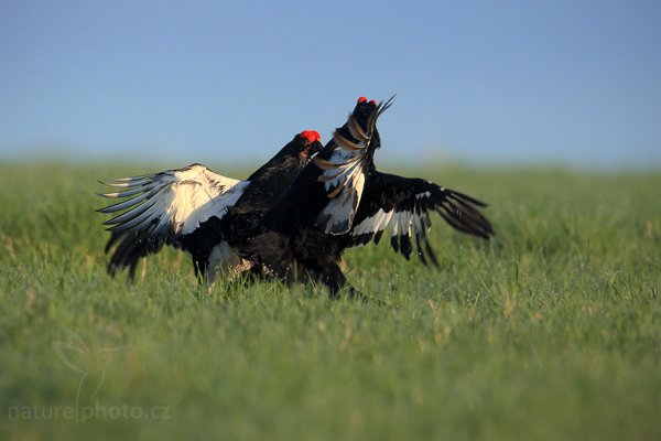 Tetřívek obecný (Lyrurus tetrix - Tetrao tetrix), Tetřívek obecný (Lyrurus tetrix - Tetrao tetrix), Black Grouse, Autor: Ondřej Prosický | NaturePhoto.cz, Model: Canon EOS-1D Mark III, Objektiv: Canon EF 500mm f/4 L IS USM + TC Canon 1.4x, Ohnisková vzdálenost (EQ35mm): 910 mm, stativ Gitzo, Clona: 7.1, Doba expozice: 1/1600 s, ISO: 800, Kompenzace expozice: 0, Blesk: Ne, Vytvořeno: 26. dubna 2009 7:07:13, Prachaticko, NP Šumava (Česko) 