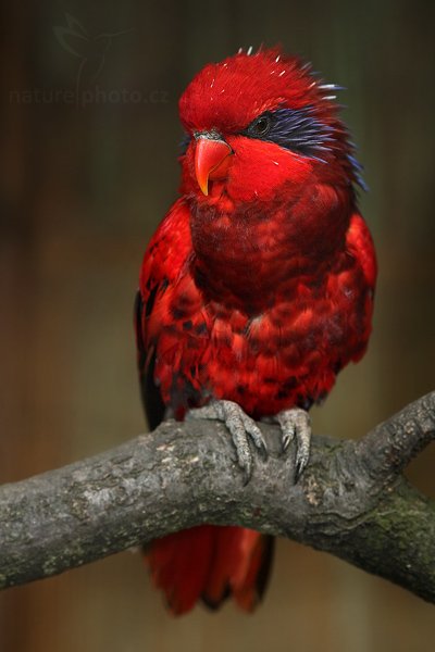 Lori čárkovaný (Eos reticulata), Lori čárkovaný (Eos reticulata), Blue-streaked Lory, Autor: Ondřej Prosický | NaturePhoto.cz, Model: Canon EOS 5D Mark II, Objektiv: Canon EF 500mm f/4 L IS USM, stativ Gitzo, Clona: 7.1, Doba expozice: 1/100 s, ISO: 500, Kompenzace expozice: -1 1/3, Blesk: Ano, Vytvořeno: 12. září 2009 10:38:43, Prachaticko, NP šumava (Česko) 