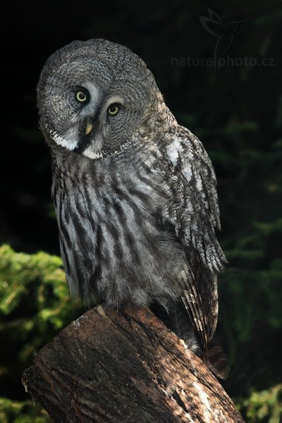 Puštík bradatý (Strix nebulosa), Puštík bradatý (Strix nebulosa), Great Gray Owl, Autor: Ondřej Prosický | NaturePhoto.cz, Model: Canon EOS 5D Mark II, Objektiv: Canon EF 500mm f/4 L IS USM, stativ Gitzo, Clona: 5.6, Doba expozice: 1/160 s, ISO: 500, Kompenzace expozice: -1 1/3, Blesk: Ano, Vytvořeno: 12. září 2009 14:47:04, ZOO Praha - Troja (Česko) 